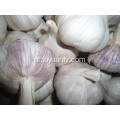 Regelmatige export voor Fresh Normal White Garlic